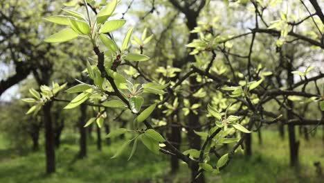 springtime fruit tree branches