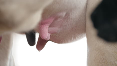 closeup of breast milk of cow in livestock farm - cow's udder