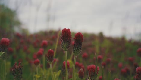 lush red clover flowers in bokeh backdrop on breeze springtime