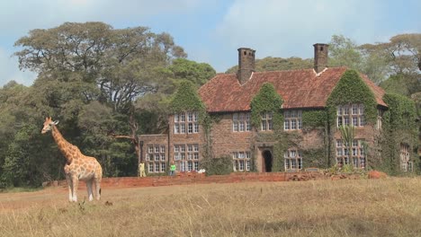 Giraffen-Tummeln-Sich-Vor-Einem-Alten-Herrenhaus-In-Kenia-26