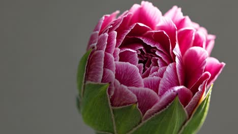 Close-up video of a green flower bud with pink tips, shot from a low angle