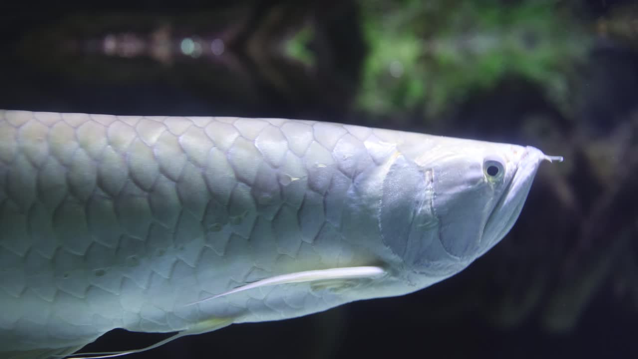 실버 아로와나 (silver arowana) 는 수족관 물을 가로질러 미끄러진다.