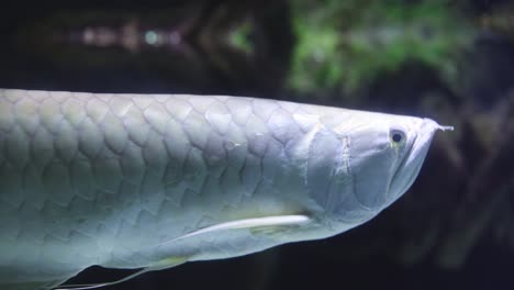 el arowana plateado se desliza a través del agua del acuario