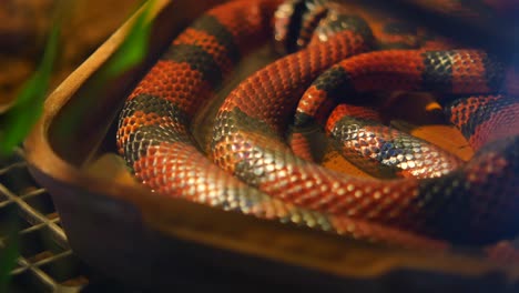 Red and Black Coral Snake in a Terrarium