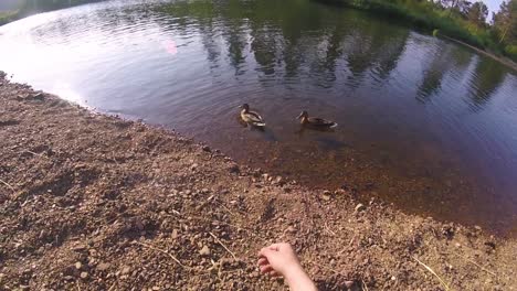 person feeding ducks by a river