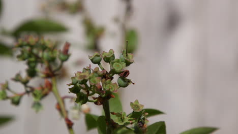 Blaubeerstrauch,-Der-Im-Frühjahr-Knospt.-20-Sekunden---24-Fps