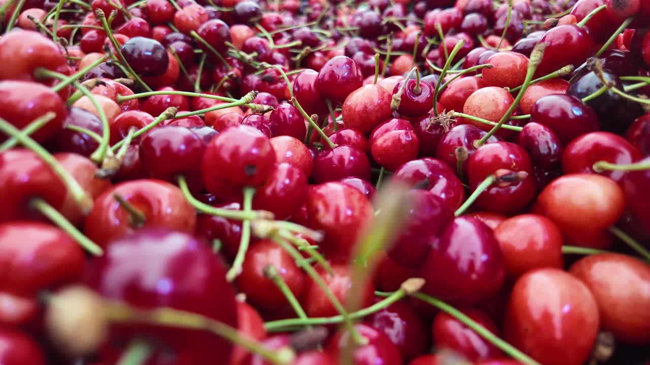 Pile of Fresh Red Cherries