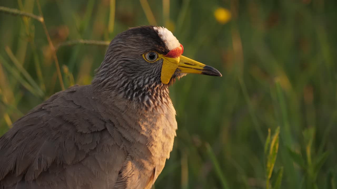 pájaro avefría de barbas africanas, vanellus senegallus, perfil de primer plano de la hora dorada