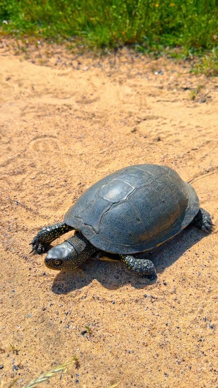 European pond turtle sitting on dry sand near green grass. High angle view of a dark wild reptile on yellow sandy ground with bright sunlight, vertical orientation.
