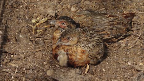 a close-up of a pheasant resting in a cage at a pheasant farm, showing off its intricate plumage and calm demeanor