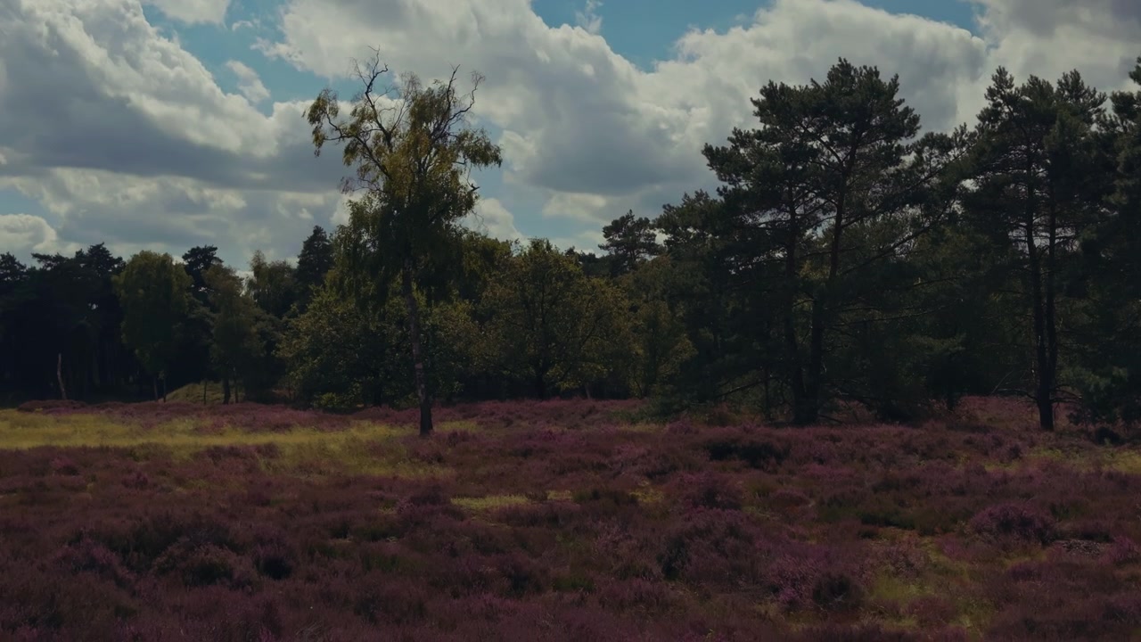Bellissima erica viola che fiorisce tra alberi verdi in un parco nazionale olandese, sotto un cielo estivo blu pieno di soffici nuvole di cotone.