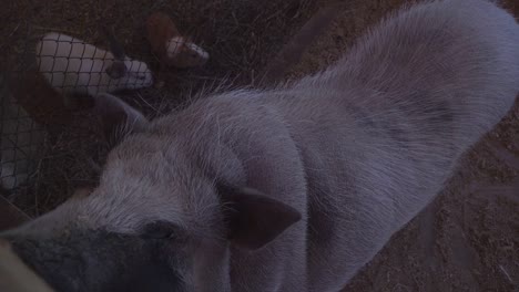 pig in the zoo farm closeup