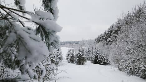 Bosque-Cubierto-De-Nieve