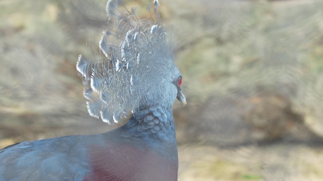 Il piccione coronato occidentale nello zoo
