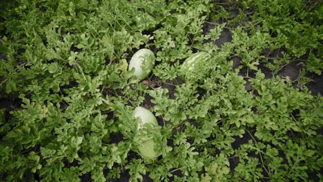 watermelon on a plant in the garden. large ripe berry. crop of watermelons. harvest time.