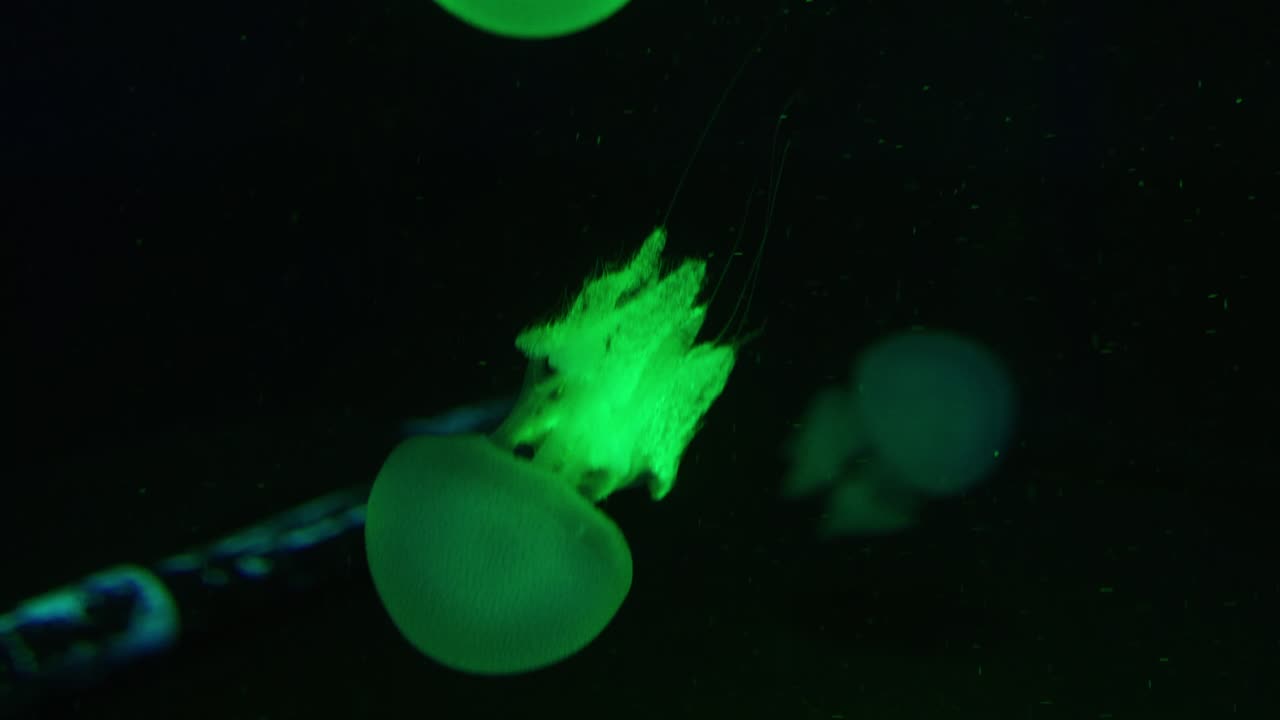 Explore the enchanting glow of jellyfish in an aquarium's dark setting through stunning close-up .