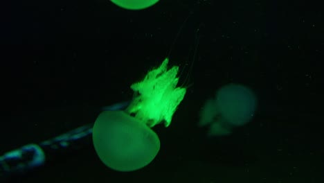 explore the enchanting glow of jellyfish in an aquarium's dark setting through stunning close-up .