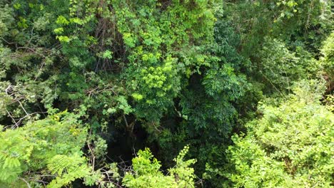 Erstaunliche-Natur-Im-Wald-Gefunden