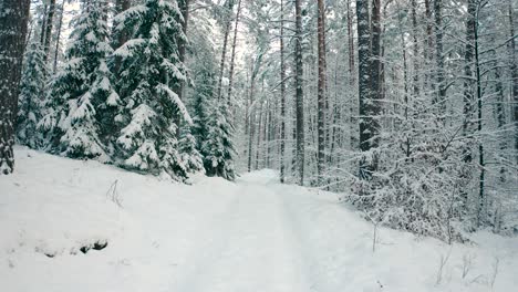 beautiful view of walking into the pathway of a forest road with pine trees and bushes covered in snow