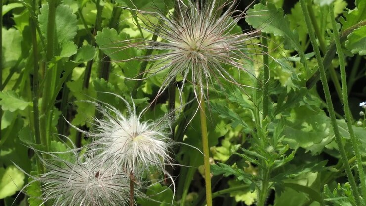Pulsatilla, fiore di Pasqua, teste di semi dopo la fioritura
