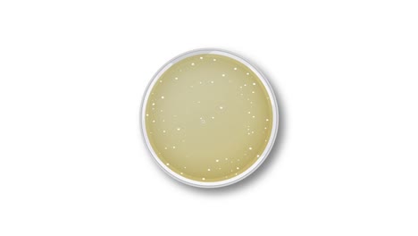 animation of penicillin growth in a petri dish, showing gradual expansion and color change over time
