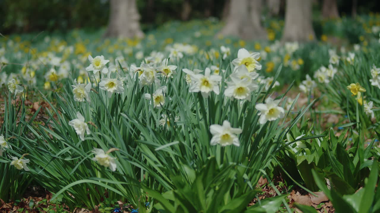 Close Up on a Posy of White Daffodils in a Peaceful Meadow