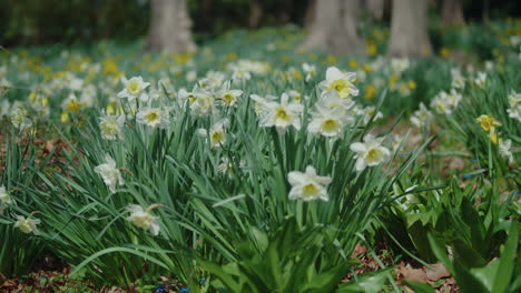 close up on a posy of white daffodils in a peaceful meadow