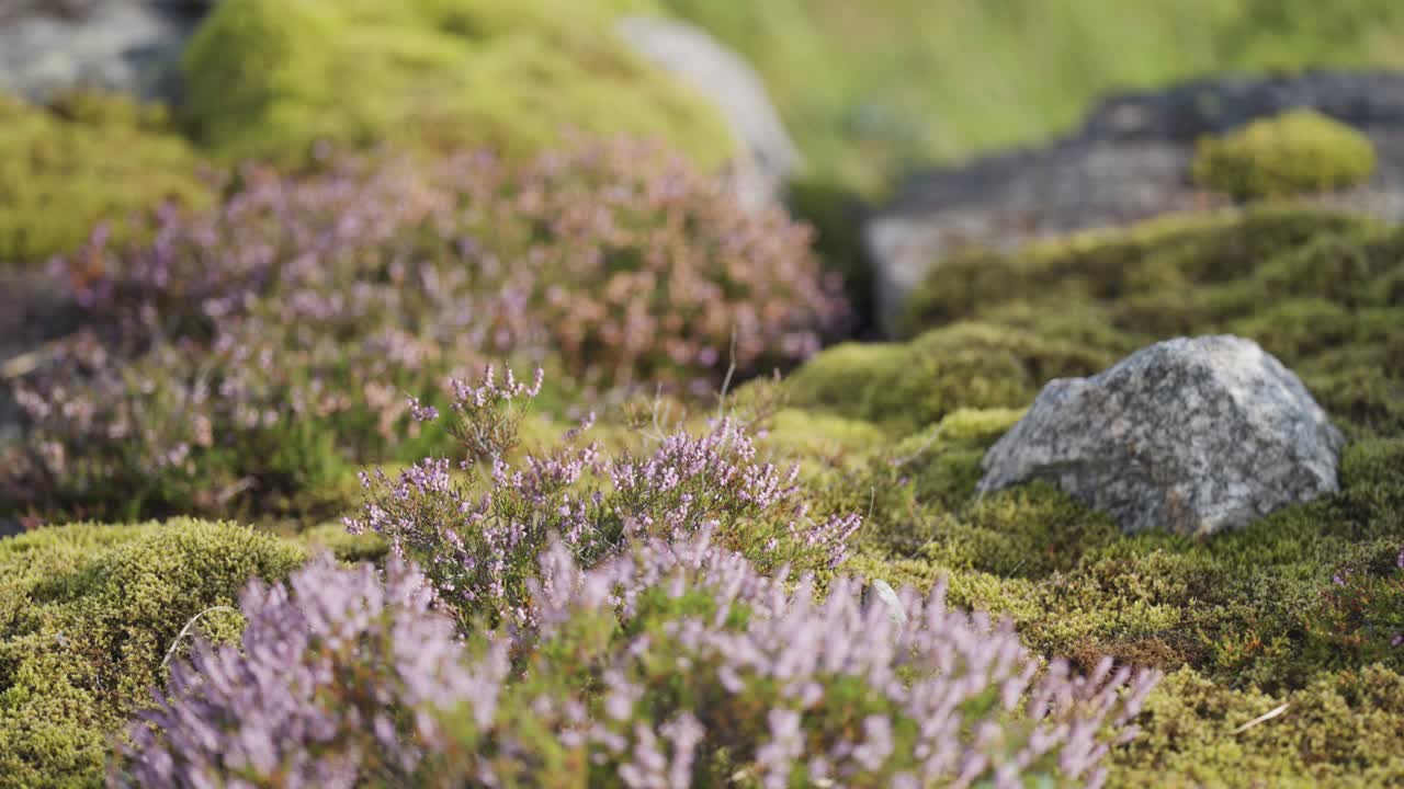 Et nærbillede af den fine lilla lyng på det stenede terræn