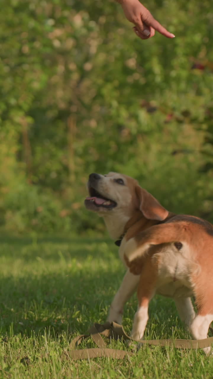 Brown dog with leash around neck playfully turning around in garden while owner instructs it to turn, with lush greenery and trees in background under warm sunlight