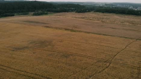 View-of-forest-and-field-in-Kolbudy,-Kaszubia,-pomorskie,-Poland