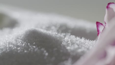 abstract macro shot of frozen flower