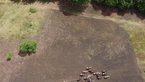 aerial view of horseback riding group in a field