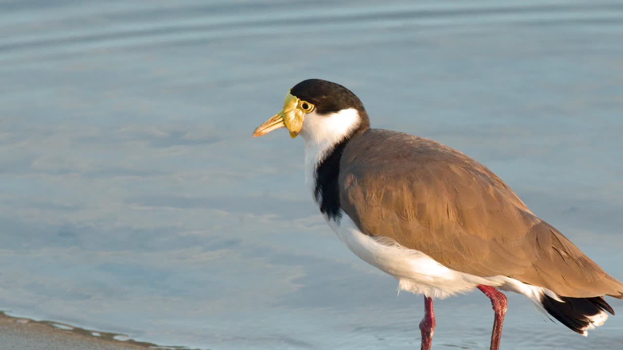 Seekor burung kedidi bertopeng berjalan dan mencari makan di sepanjang pantai berpasir dalam cahaya lembut