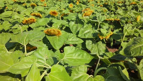 agricultural field of sunflowers. shooting in the summer in the countryside.