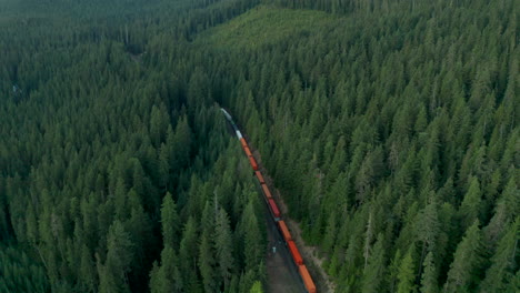 Aerial-shot-of-a-freight-train-passing-through-a-dense-pine-forest