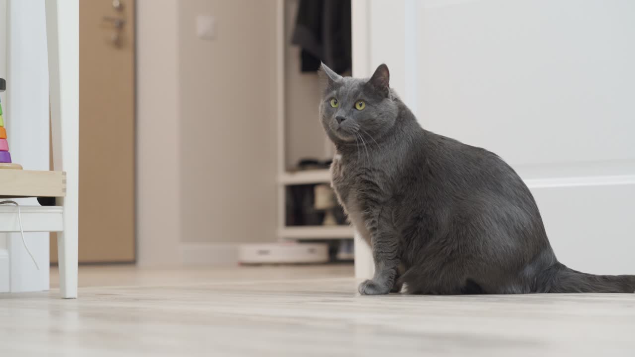 gato cinzento adulto sentado ao lado de um aspirador robótico em funcionamento, aspirador robô branco limpando o chão no apartamento.
