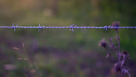 Closeup-of-a-barbed-wire-and-a-blurred-thistle-at-dusk