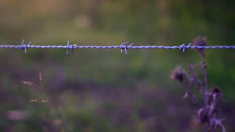 primer plano de un alambre de púas y un cardo borroso al atardecer