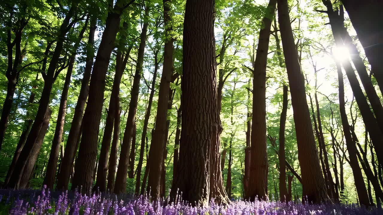Sunlight filtering through a forest canopy with wildflowers below