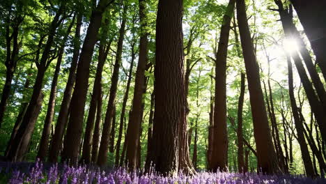 sunlight filtering through a forest canopy with wildflowers below