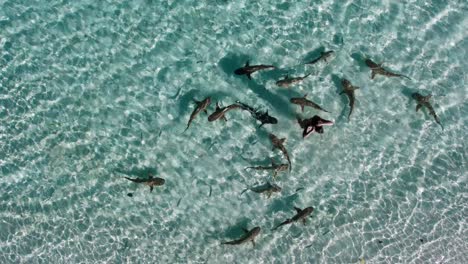 Female-standing-in-bikini,-relaxing-with-schooling-Reef-Sharks-swimming-around-her-in-masses-in-the-shallow-crystal-clear-blue-waters-of-Raja-Ampat-in-Indonesia