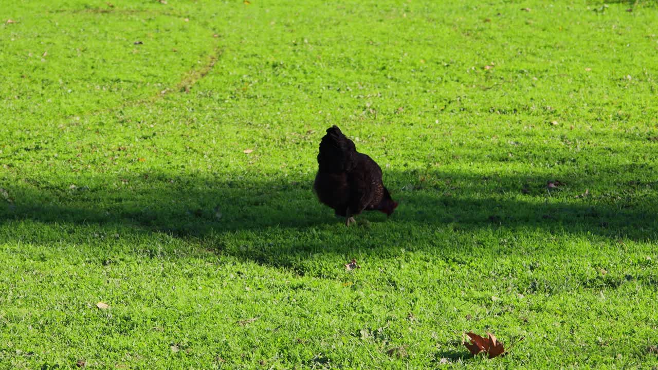 Black chicken walking across bright green grass field in natural daylight