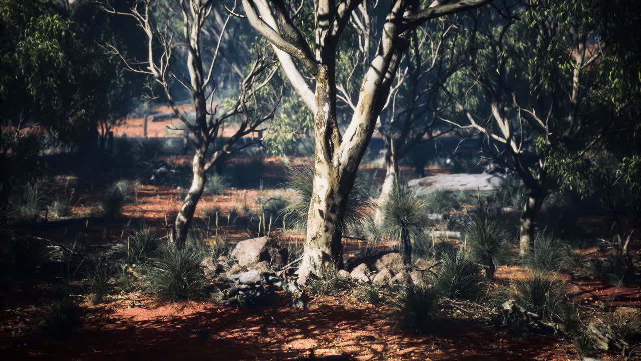 Majestic tree standing proud in the enchanting forest of australia at dusk