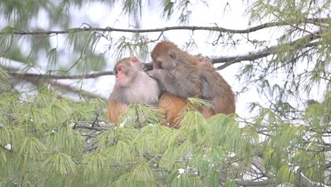 Rhesus-Macaque-sitting-on-tree-in-Snowfall