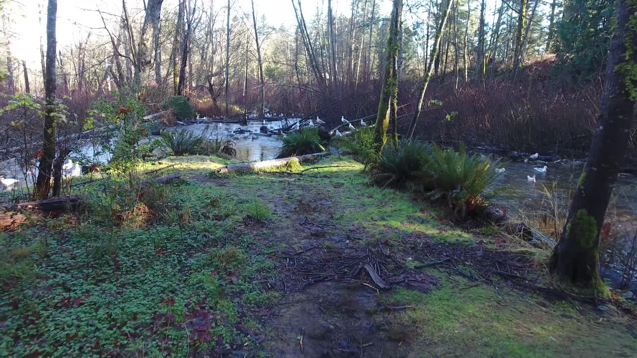 gaviotas alimentándose de salmón en un pequeño arroyo