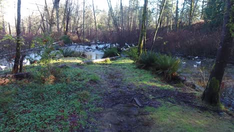 Seagulls-feeding-on-salmon-on-small-creek