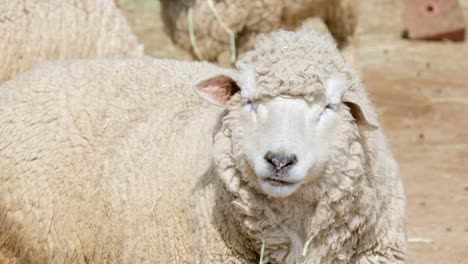 close up shot of a wooly sheep standing in a farm