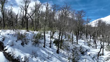 bosque congelado en villarrica en los ríos de chile