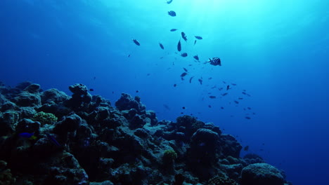 Ein-Atemberaubender-Blick-Von-Unten-Auf-Den-Meeresboden-Mit-Einem-Unterwasser-Hartkorallenberg-Und-Einem-Fischschwarm,-Der-Friedlich-Unter-Der-Durchdringenden-Tropischen-Sonne-Schwimmt