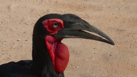 ground hornbill close-up